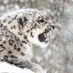 Snow Leopards