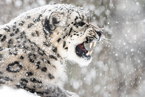 Snow Leopards Discovered in Chenab Valley Region, Jammu and Kashmir Snow Leopards