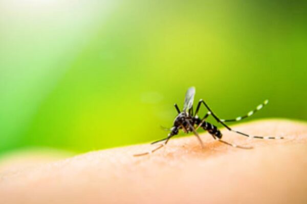 Dengue Surge in India- Preventive Measures Dengue Surge in India- Preventive Measures